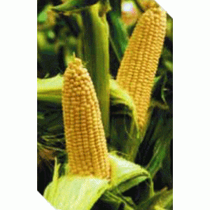 Вега F1 - кукуруза сахарная, 5 кг. семян, May Seed (Мей Сид), Турция фото, цена